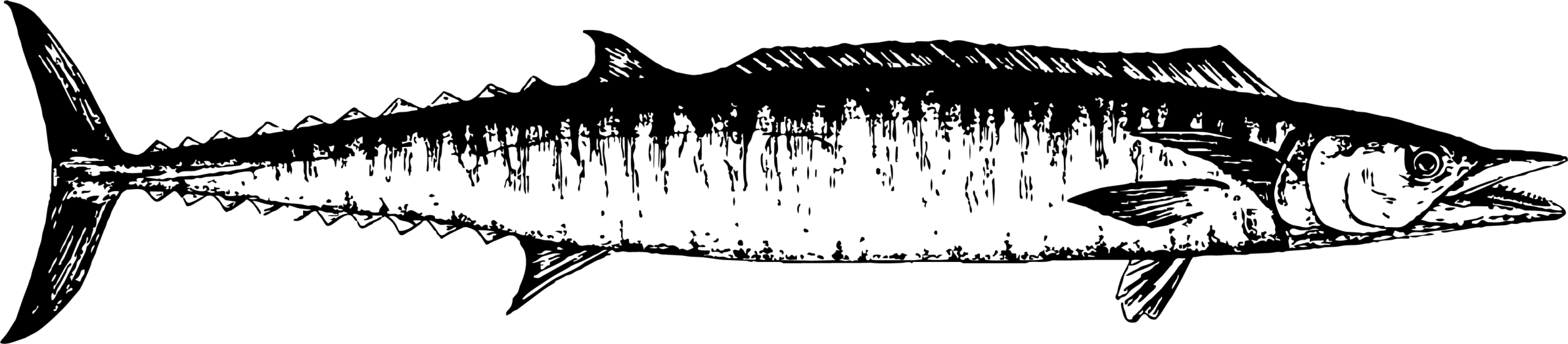 Sierra Wahoo