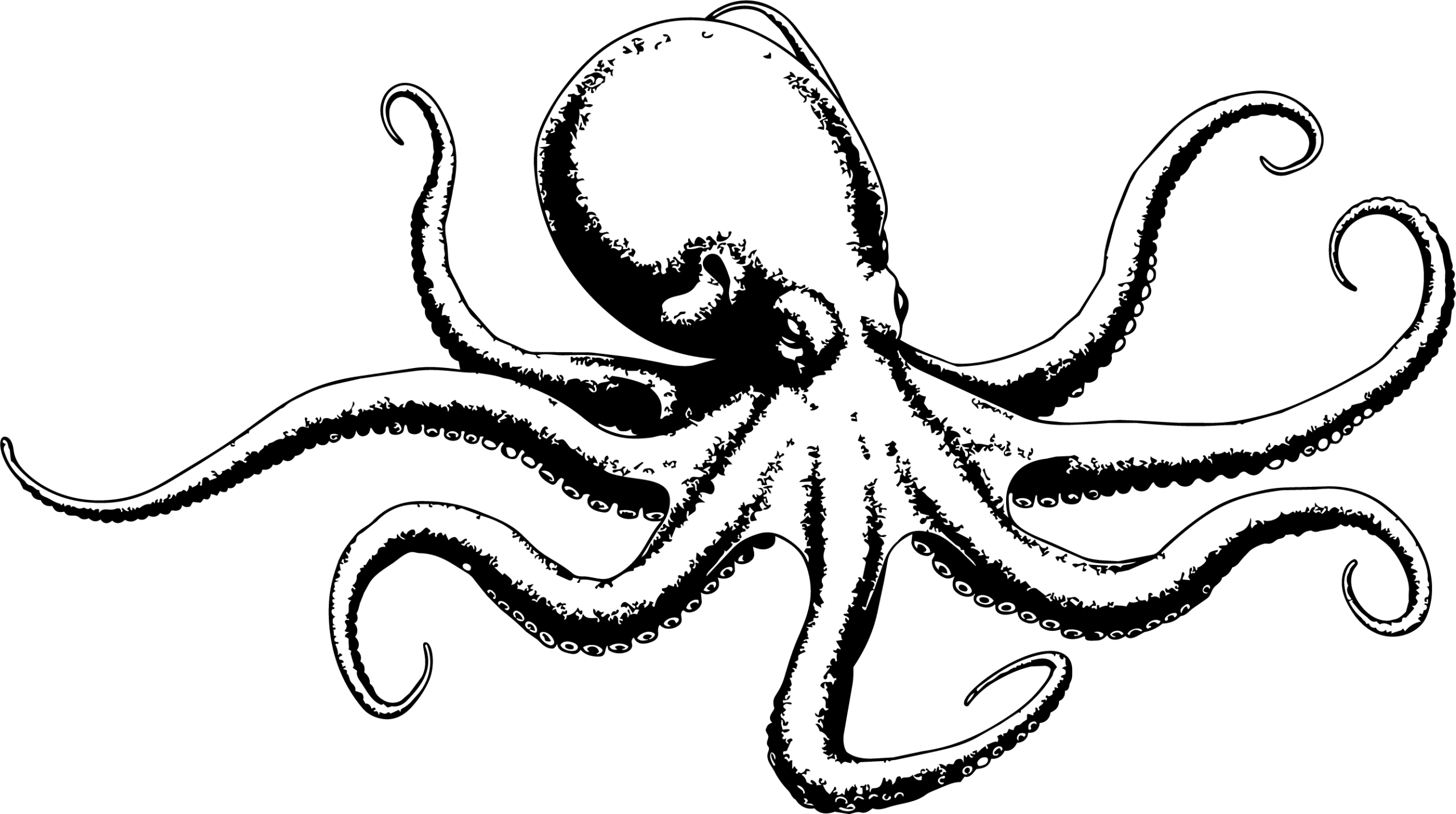 Pulpo - Octopus mimus