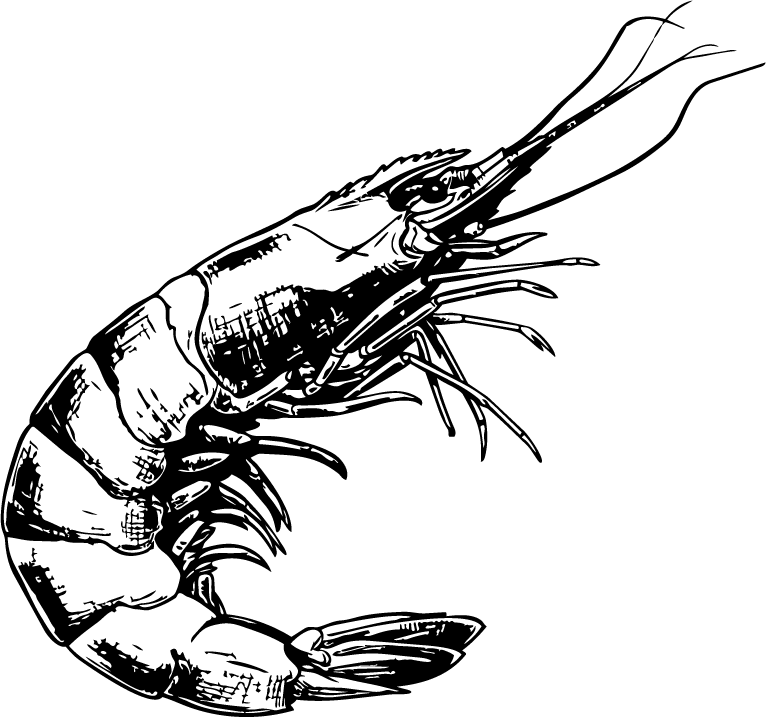 Langostino - Penaeus stylirostris